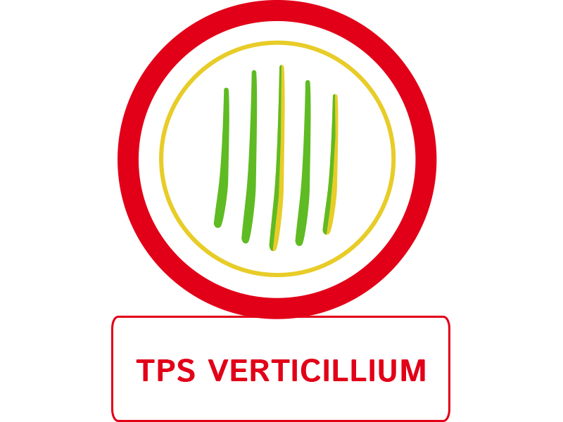Visuel TPS verticillium